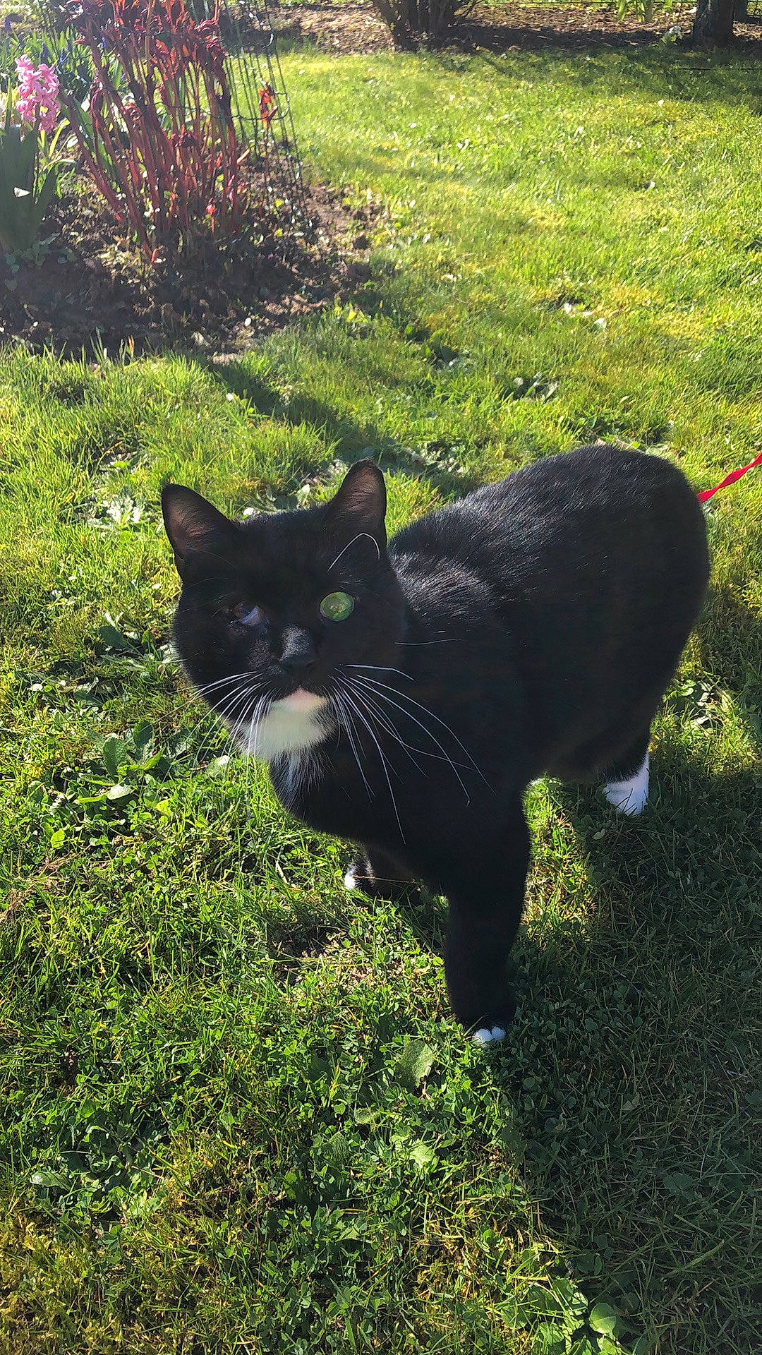 Potiron a rejoint le concours — aidez-le/la à gagner de superbes lots ! art, black_cat, carnivore, cat, domestic_short_haired_cat, felidae, fur, grass, grass_family, grassland, groundcover, plant, shrub, small_to_medium_sized_cats, snout, tail, terrestrial_animal, tints_and_shades, tree, whiskers