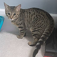 Lilly is registered to the contest to win money with this photo: alert, animal, carpet, cat, curious, domestic_cat, ears, feline, floor, four_legs, fur, indoor, litter_box, looking, mammal, pet, striped, tabby_cat, tail, whiskers