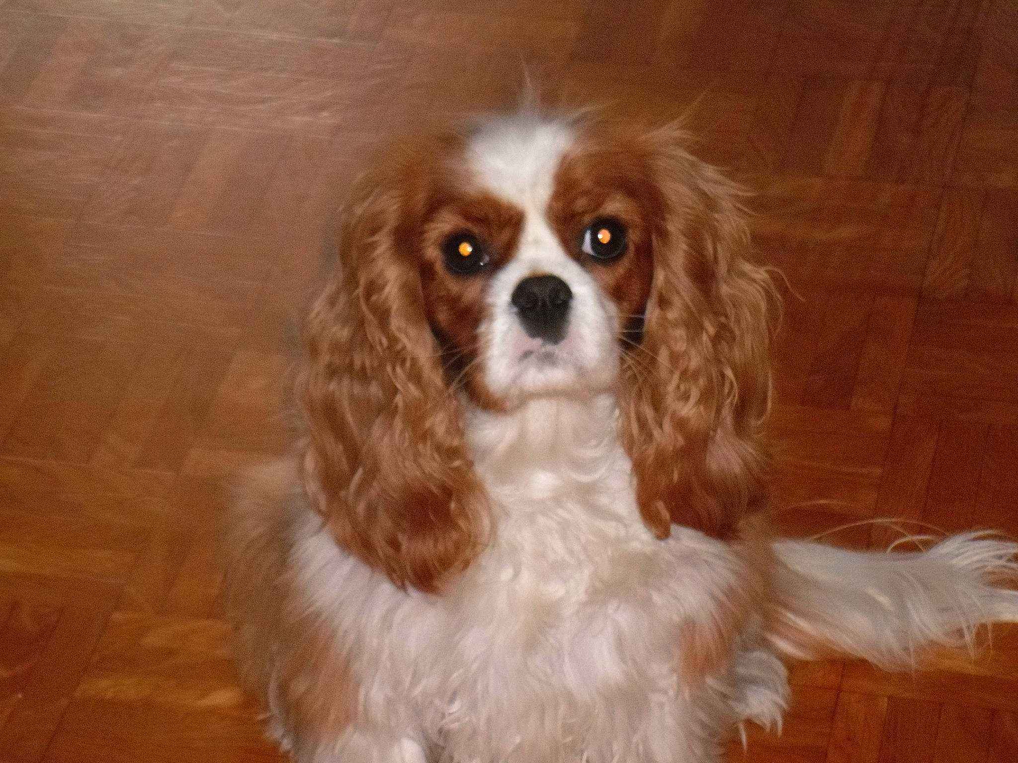 Jolly a rejoint le concours — aidez-le/la à gagner de superbes lots ! canidae, carnivore, cavalier, cavalier_king_charles_spaniel, cocker_spaniel, companion_dog, dog, dog_breed, english_cocker_spaniel, king_charles_spaniel, mammal, phalene, puppy, rare_breed_dog, russian_spaniel, snout, spaniel, sporting_group, toy_dog, vertebrate