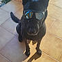 dog, black_dog, goggles, pet, animal, sitting, tile_floor, shadow, outdoor, sunlight, ears, nose, paws, reflective, goggles_reflection, bench, plant, shoe, wall, cool