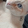 animal, bell, blue_eyes, cat, close_up, collar, companion, cream_colored, curious, cute, domestic_cat, feline, fur, indoor, looking_away, pet, portrait, relaxed, soft_light, whiskers