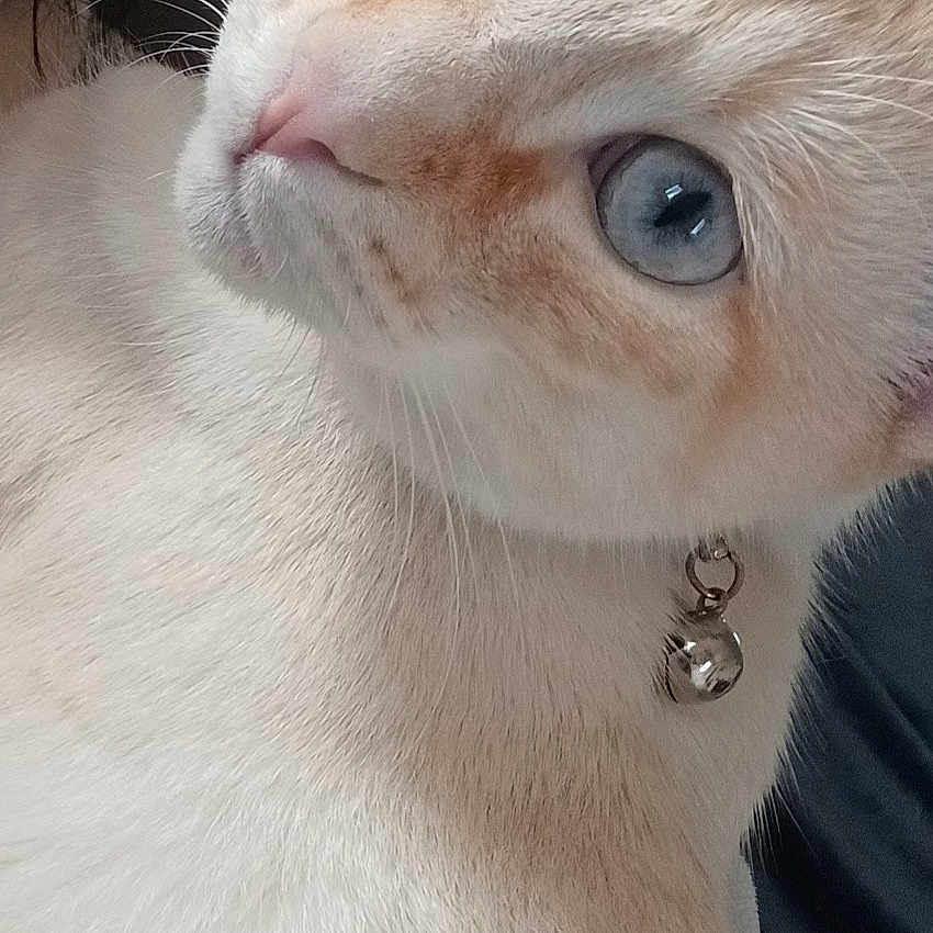 Hades a rejoint le concours — aidez-le/la à gagner de superbes lots ! animal, bell, blue_eyes, cat, close_up, collar, companion, cream_colored, curious, cute, domestic_cat, feline, fur, indoor, looking_away, pet, portrait, relaxed, soft_light, whiskers