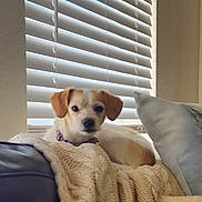 Winnie joined the competition — help win amazing prizes! animal, blanket, blinds, collar, comfort, couch, cozy, curious, dog, fur, home, indoor, knit, light, pet, pillow, portrait, relaxed, resting, window