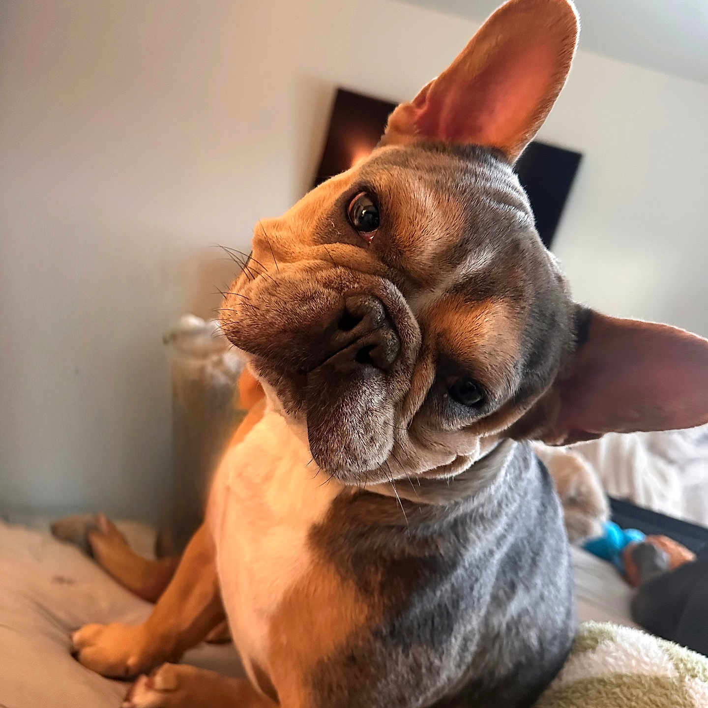 Bowey joined the competition — help win amazing prizes! animal, bed, bedroom, blanket, bulldog, canine, dog, frenchbulldog, hardwood, hound, indoors, interiordesign, person, pet, pitbull, puppy, sleeping, snout, stainedwood, wood