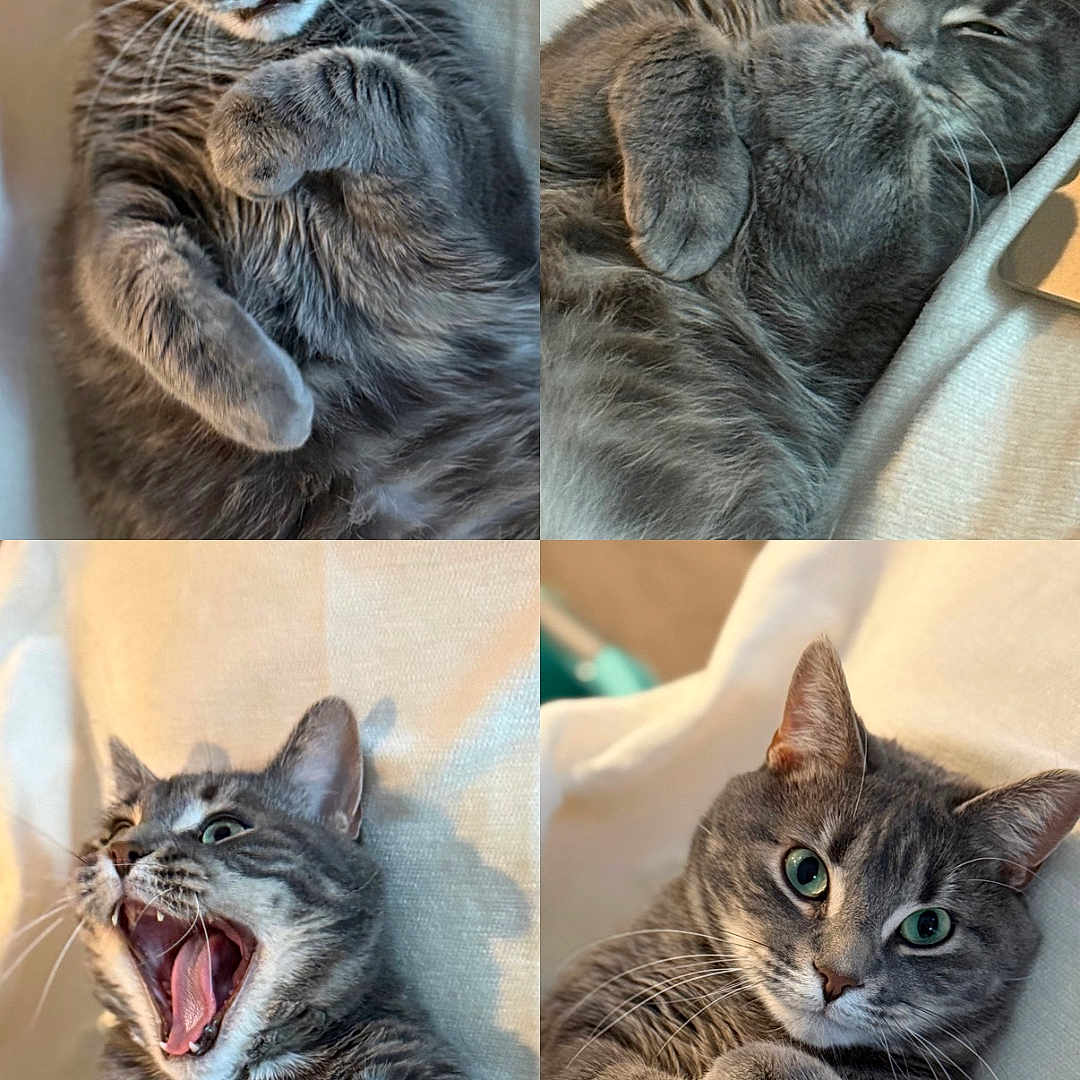 Polo is registered to the contest to win money with this photo: cat, gray_tabby, pet, animal, cute, paw, whiskers, lying_down, collage, fur, closeup, indoor, relaxed, expressive, adorable, sleepy, playful, portrait, feline, cozy