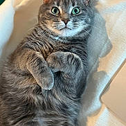 Polo joined the competition — help win amazing prizes! cat, gray_cat, pet, feline, fur, whiskers, green_eyes, lying_down, cozy, blanket, indoor, cute, relaxed, close_up, animal, mammal, resting, domestic_cat, tabby, soft