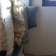 Ollie a rejoint le concours — aidez-le/la à gagner de superbes lots ! animal, architecture, bear, beverage, bottle, building, can, cat, coke, couch, cushion, furniture, homedecor, indoors, livingroom, pet, room, soda, tin, wood