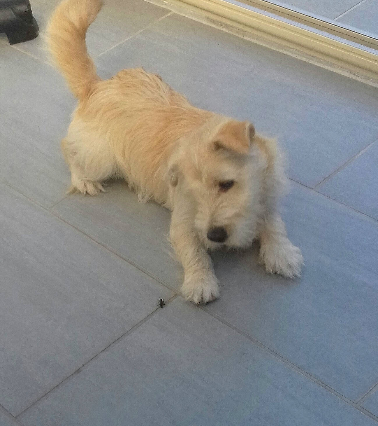 Parisse participe au concours pour gagner de l'argent avec cette photo : cairn_terrier, canidae, carnivore, companion_dog, dog, dog_breed, fawn, glen_of_imaal_terrier, mammal, puppy, rare_breed_dog, schnoodle, small_terrier, sporting_group, sporting_lucas_terrier, tail, terrier, toy_dog, vertebrate, west_highland_white_terrier