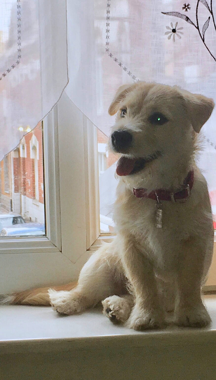 Parisse a rejoint le concours — aidez-le/la à gagner de superbes lots ! canidae, carnivore, companion_dog, dog, dog_breed, fawn, mammal, puppy, snout, sporting_group, vertebrate