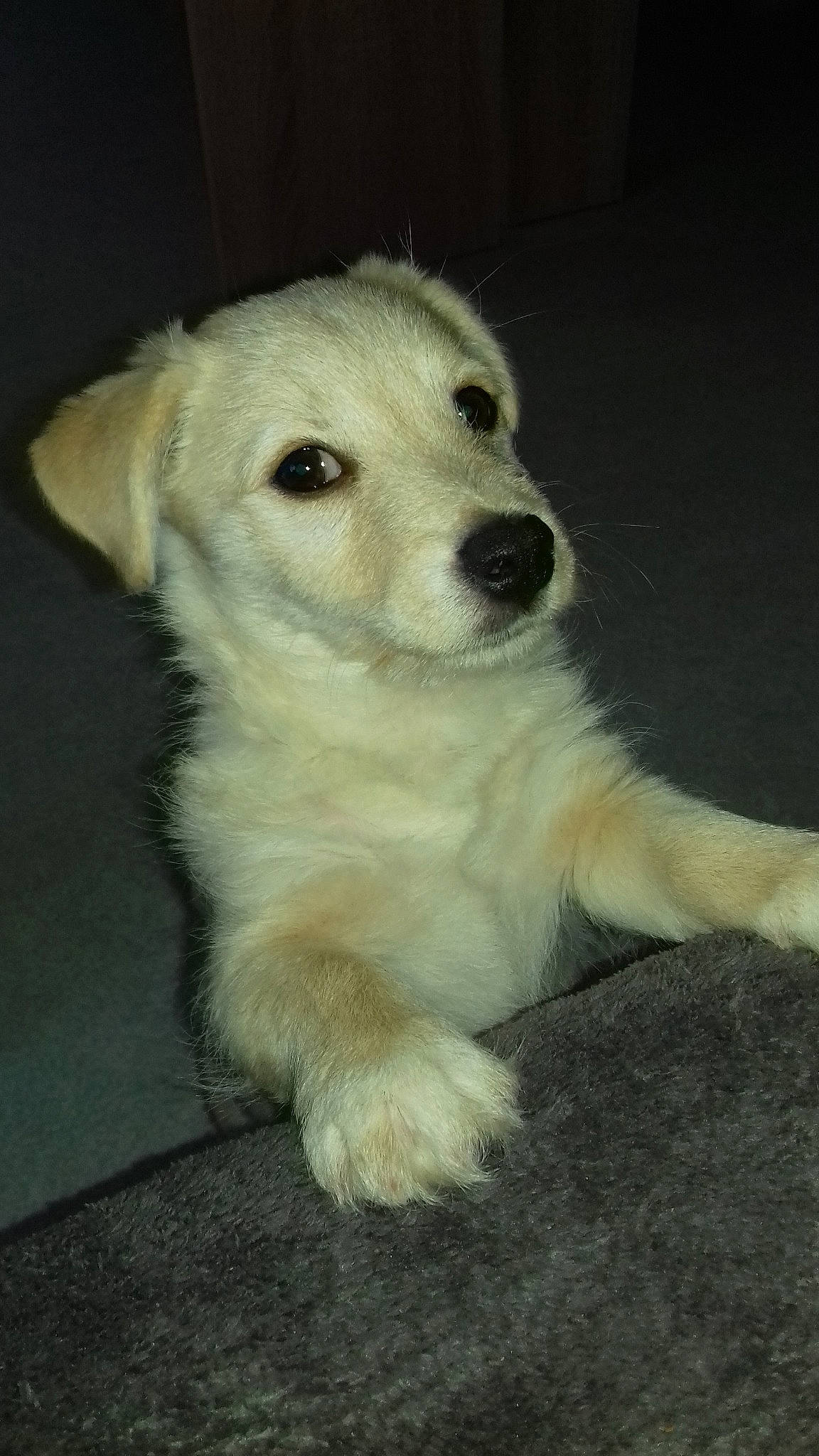 Parisse participe au concours pour gagner de l'argent avec cette photo : akbash_dog, canidae, carnivore, companion_dog, dog, dog_breed, fawn, kintamani, labrador_husky, labrador_retriever, mammal, puppy, rare_breed_dog, retriever, slovak_cuvac, small_greek_domestic_dog, sporting_group, street_dog, vertebrate, whiskers