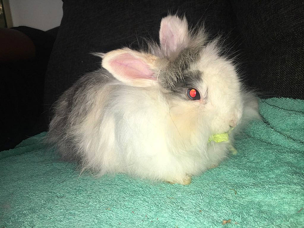 Camel participe au concours pour gagner de l'argent avec cette photo : angora_rabbit, domestic_rabbit, ear, fawn, fur, mammal, rabbit, rabbits_and_hares, whiskers