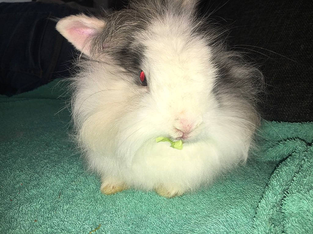 Camel participe au concours pour gagner de l'argent avec cette photo : angora_rabbit, domestic_rabbit, ear, fawn, guinea_pig, iris, mammal, rabbit, rabbits_and_hares, skin, snout, vertebrate, whiskers