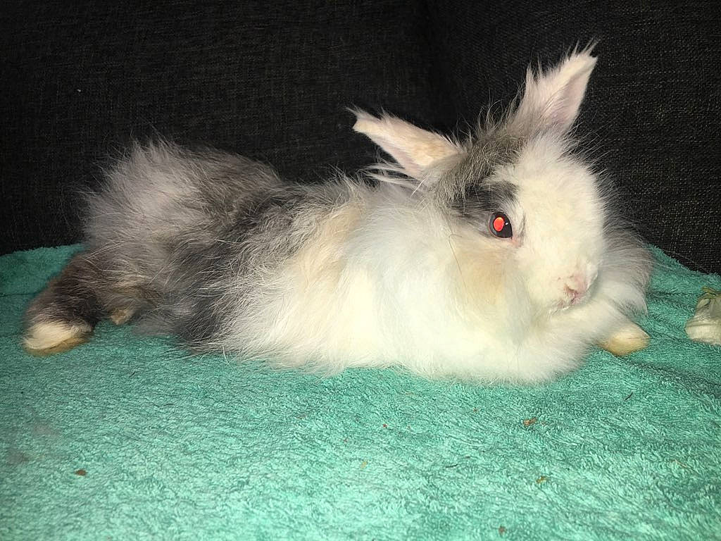 Camel participe au concours pour gagner de l'argent avec cette photo : angora_rabbit, cat, domestic_rabbit, ear, fawn, felidae, hare, mammal, rabbit, rabbits_and_hares, skin, whiskers