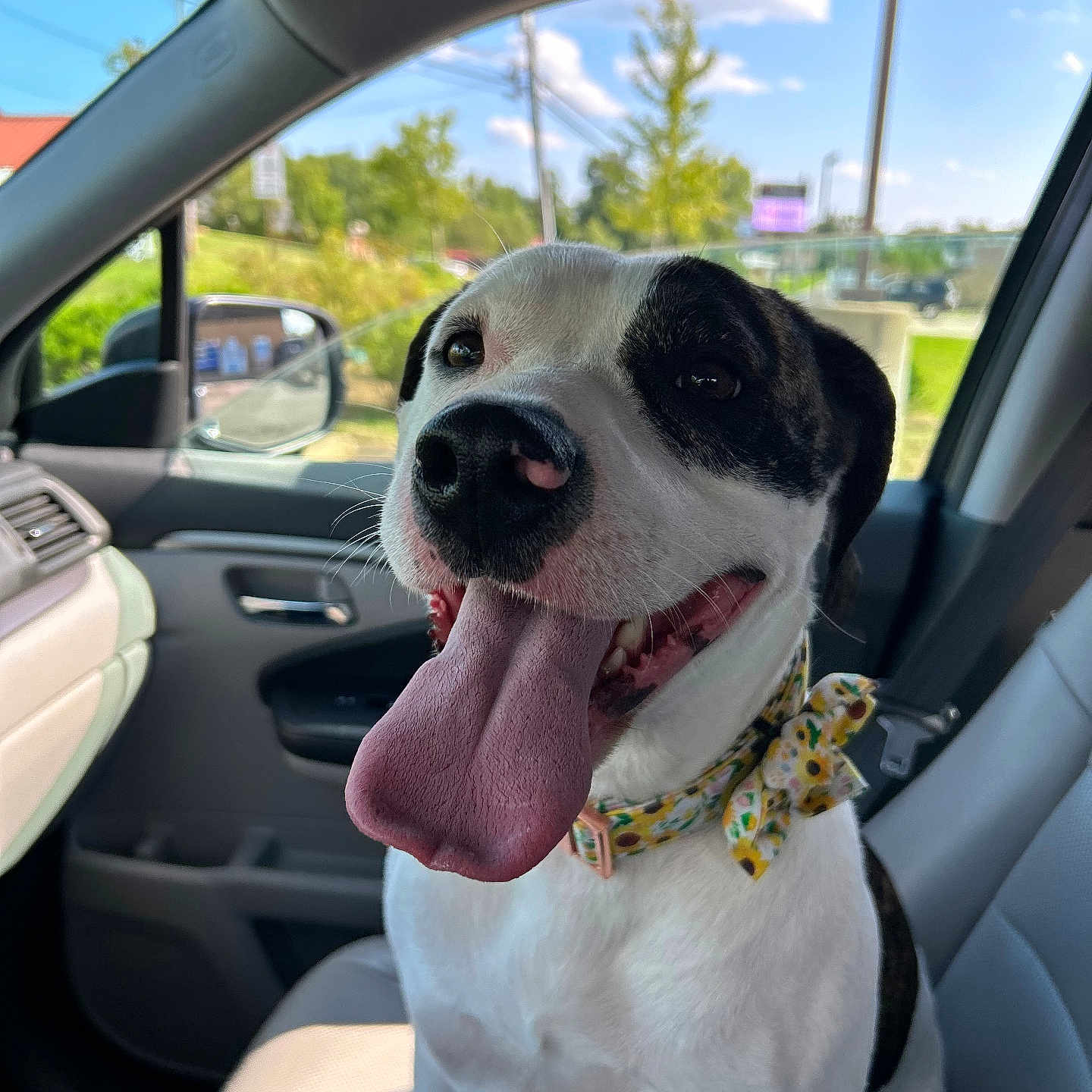 Oakley is registered to the contest to win money with this photo: animal, canine, car_interior, closeup, clouds, collar, daylight, dog, greenery, happy, nature, outdoor_view, pet, seat, side_mirror, sky, smiling, sunflower_pattern, tongue_out, window