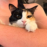 Soup is registered to the contest to win money with this photo: cat, calico_cat, pet, whiskers, paw, pink_nose, human_arm, close_up, portrait, indoor, cozy, relaxed, fur, eyes, face, ears, cuddling, holding, cute, domestic_animal