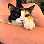 cat, calico_cat, pet, whiskers, paw, pink_nose, human_arm, close_up, portrait, indoor, cozy, relaxed, fur, eyes, face, ears, cuddling, holding, cute, domestic_animal