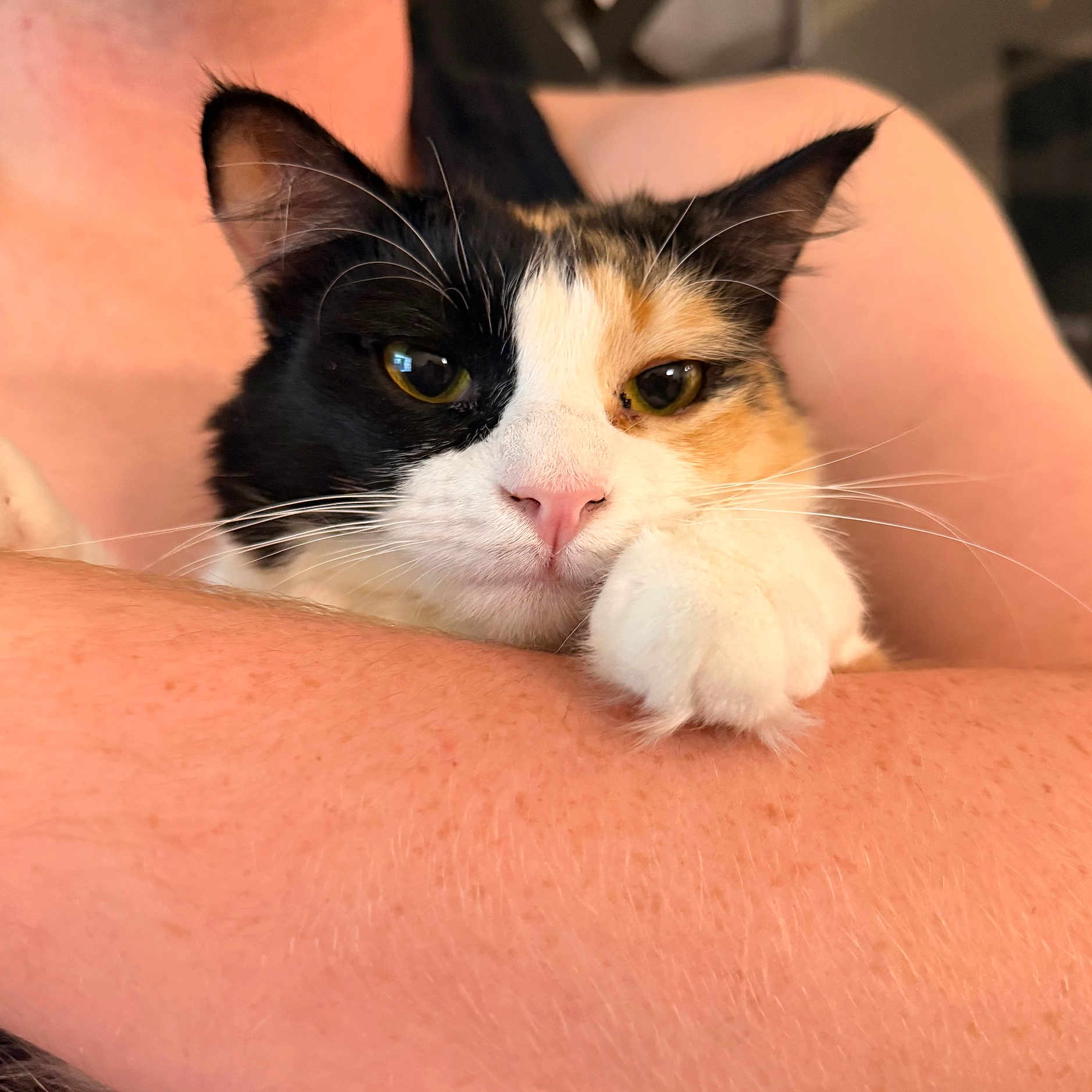 Soup is registered to the contest to win money with this photo: calico_cat, cat, close_up, cozy, cuddling, cute, domestic_animal, ears, eyes, face, fur, holding, human_arm, indoor, paw, pet, pink_nose, portrait, relaxed, whiskers