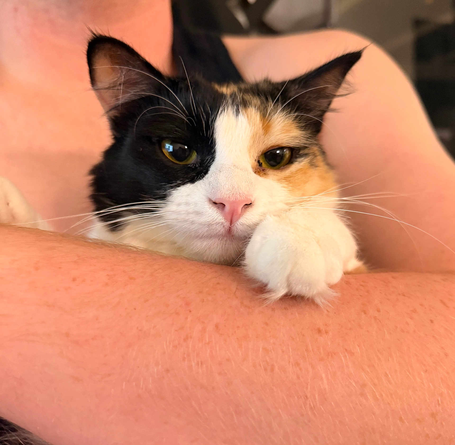 Soup is registered to the contest to win money with this photo: cat, calico_cat, pet, whiskers, paw, pink_nose, human_arm, close_up, portrait, indoor, cozy, relaxed, fur, eyes, face, ears, cuddling, holding, cute, domestic_animal