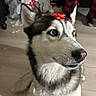 blue_eyes, bow, close_up, dog, ears, gaze, gift_wrap, hardwood_floor, husky, indoor, messy_room, person_legs, pet, plaid_pajamas, plastic_bag, portrait, red_bow, sitting, snout, whiskers