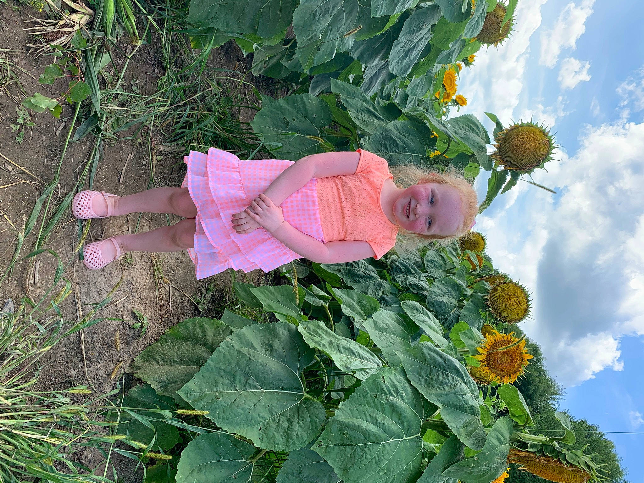 Izabel is registered to the contest to win money with this photo: cabbage, flower, flowering_plant, joy, person, plant, sunflower, wildflower