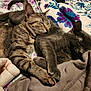 Leroy is registered to the contest to win money with this photo: cat, tabby_cat, gray_cat, sleeping, cuddling, paws, whiskers, blanket, floral_pattern, bedding, cozy, nap, indoors, pet, fur, close_up, household, companionship, relaxed, domestic_cat