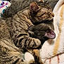 Leroy is registered to the contest to win money with this photo: cat, cats, tabby_cat, gray_cat, sleeping, cuddling, blanket, cozy, pet, pet_sleeping, fur, whiskers, ear, paw, indoor, close_up, nap, stripes, domestic_cat, bedding