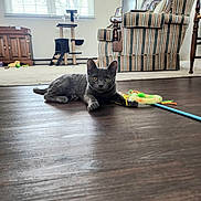 Leroy joined the competition — help win amazing prizes! cat, kitten, gray_cat, toy, wand_toy, living_room, hardwood_floor, armchair, striped_chair, window, blinds, cat_tree, carpet, pet, indoor, whiskers, eyes, low_angle, furniture, playful