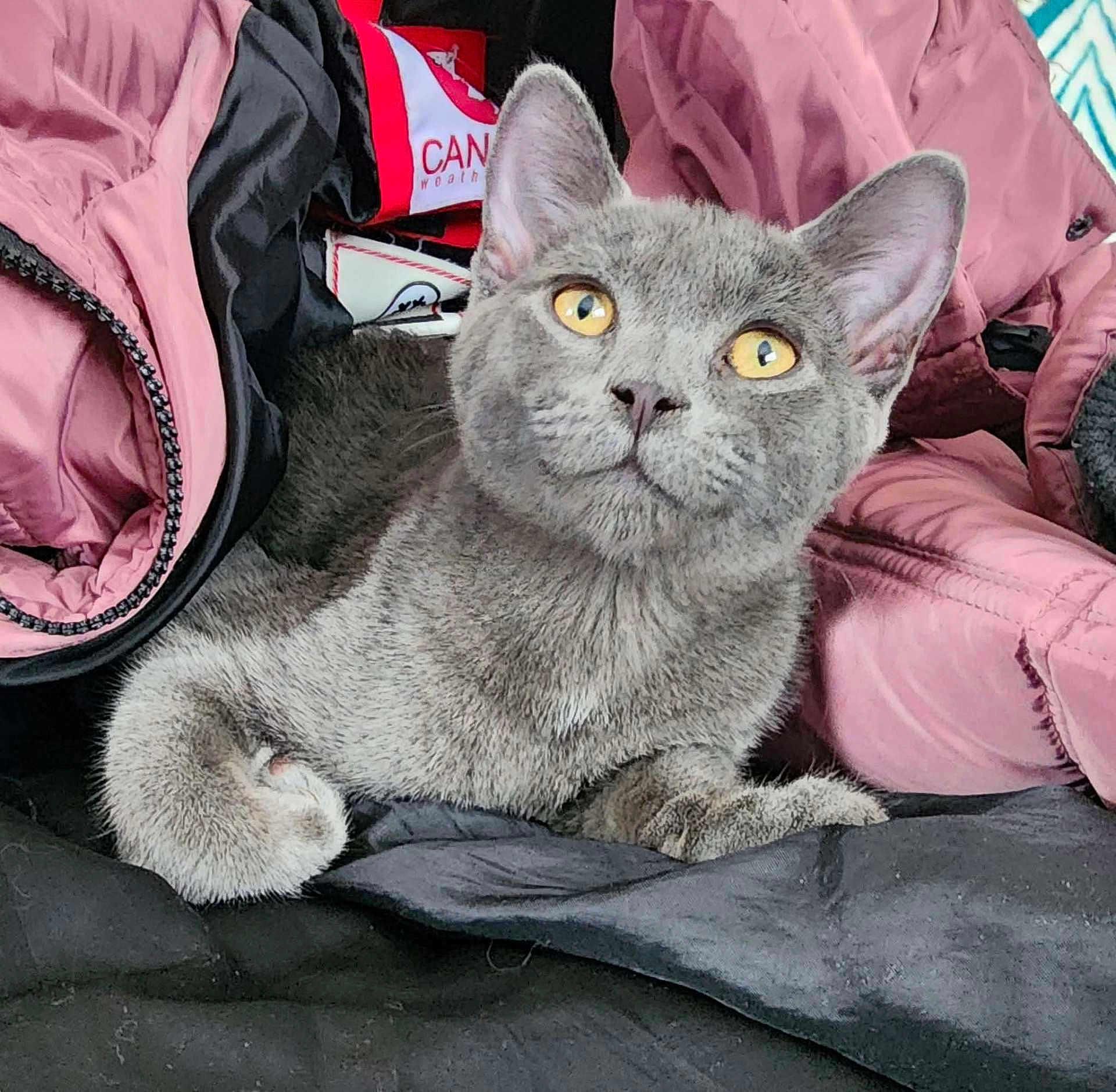Leroy joined the competition — help win amazing prizes! cat, gray_cat, kitten, pet, yellow_eyes, fur, whiskers, ears, paw, pink_jacket, puffer_jacket, coat, blanket, bedding, indoor, close_up, portrait, cozy, curious, adorable
