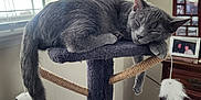 Leroy is registered to the contest to win money with this photo: cat, sleeping_cat, cat_tree, gray_fur, tail, paw, feather_toy, window_blinds, sunlight, nap, living_room, picture_frame, photographs, dresser, carpet, cozy, domestic_cat, indoor, pet, furniture