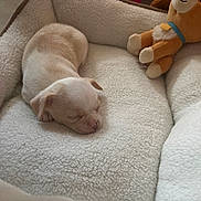 Flocon a rejoint le concours — aidez-le/la à gagner de superbes lots ! puppy, dog, sleeping, bed, plush_toy, cozy, cute, indoor, small_animal, fur, resting, pet, soft, blanket, animal, young, peaceful, comfort, toy, nap