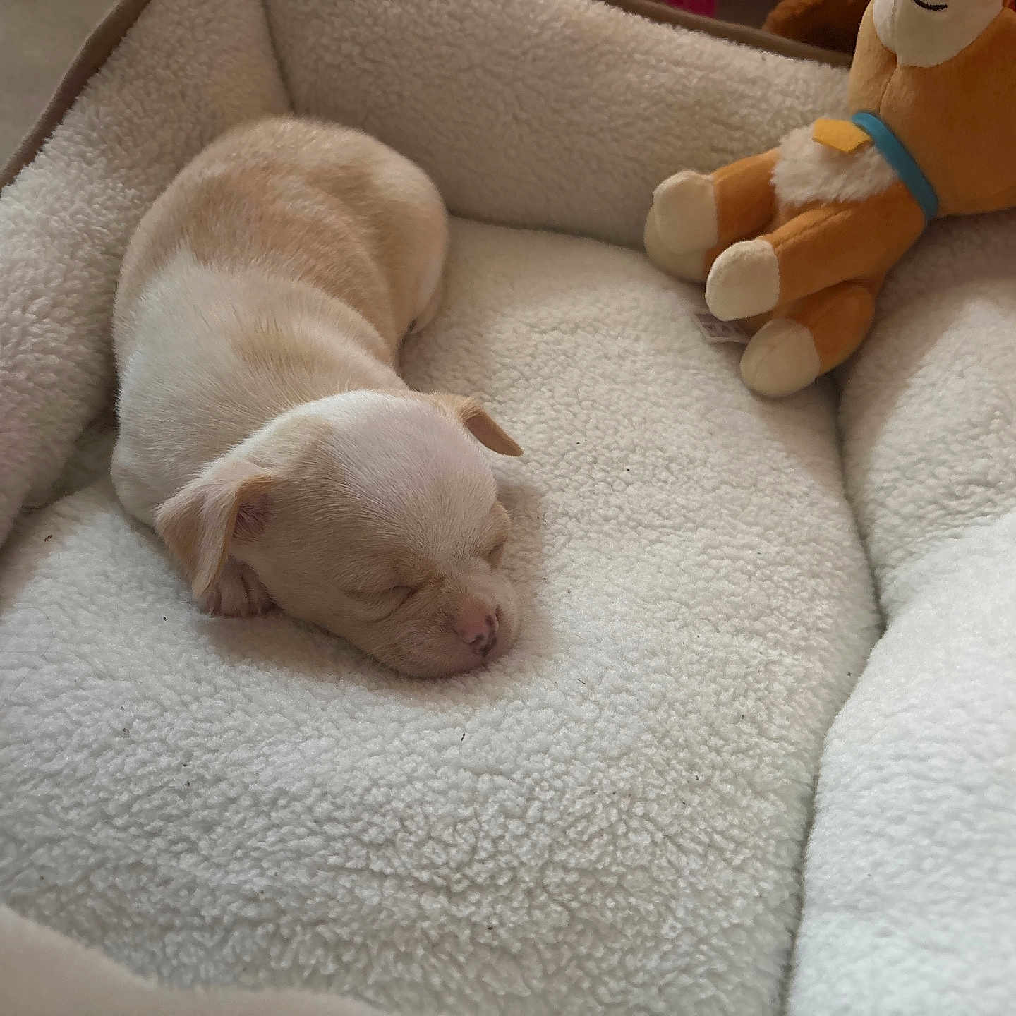 Flocon a rejoint le concours — aidez-le/la à gagner de superbes lots ! animal, bed, blanket, comfort, cozy, cute, dog, fur, indoor, nap, peaceful, pet, plush_toy, puppy, resting, sleeping, small_animal, soft, toy, young
