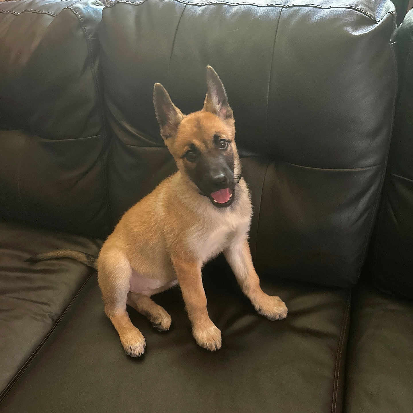 Beretta joined the competition — help win amazing prizes! animal, architecture, building, canine, couch, cushion, dog, dogbed, furniture, germanshepherd, homedecor, hound, indoors, interiordesign, livingroom, pet, pillow, puppy, room, snout