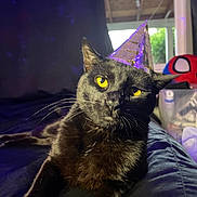 Aj is registered to the contest to win money with this photo: animal, bed, black_cat, cat, close_up, cozy, dark_background, domestic_cat, feline, fur, indoor, lying_down, party_hat, pet, plush_toy, portrait, relaxed, whiskers, window, yellow_eyes
