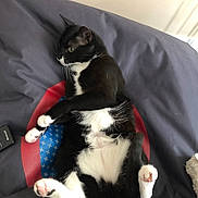Felix participe au concours pour gagner de l'argent avec cette photo : cat, tuxedo_cat, black_and_white, pet, animal, feline, lying_down, belly_up, pink_paws, toe_beans, whiskers, green_eyes, fur, bed, blanket, cushion, bedroom, indoors, relaxed, playful