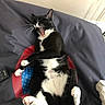 Felix participe au concours pour gagner de l'argent avec cette photo : cat, tuxedo_cat, black_and_white, pet, animal, yawning, open_mouth, lying_down, belly_up, paws, pink_paw_pads, whiskers, pointed_ears, bed, blanket, bedroom, remote_control, plush_toy, indoor, funny