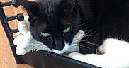 Felix participe au concours pour gagner de l'argent avec cette photo : cat, tuxedo_cat, black_and_white, green_eyes, feline, pet, animal, whiskers, white_paws, black_fur, lying_down, lounging, hammock, indoor, wooden_floor, home, portrait, close_up, relaxed, funny