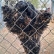Johnny Cash joined the competition — help win amazing prizes! dog, black_dog, chainlink_fence, fence, hay, straw, kennel, enclosure, paws, nose, curly_fur, closeup, pet, outdoor, dirt, playful, stuck, metal, shelter, barnyard
