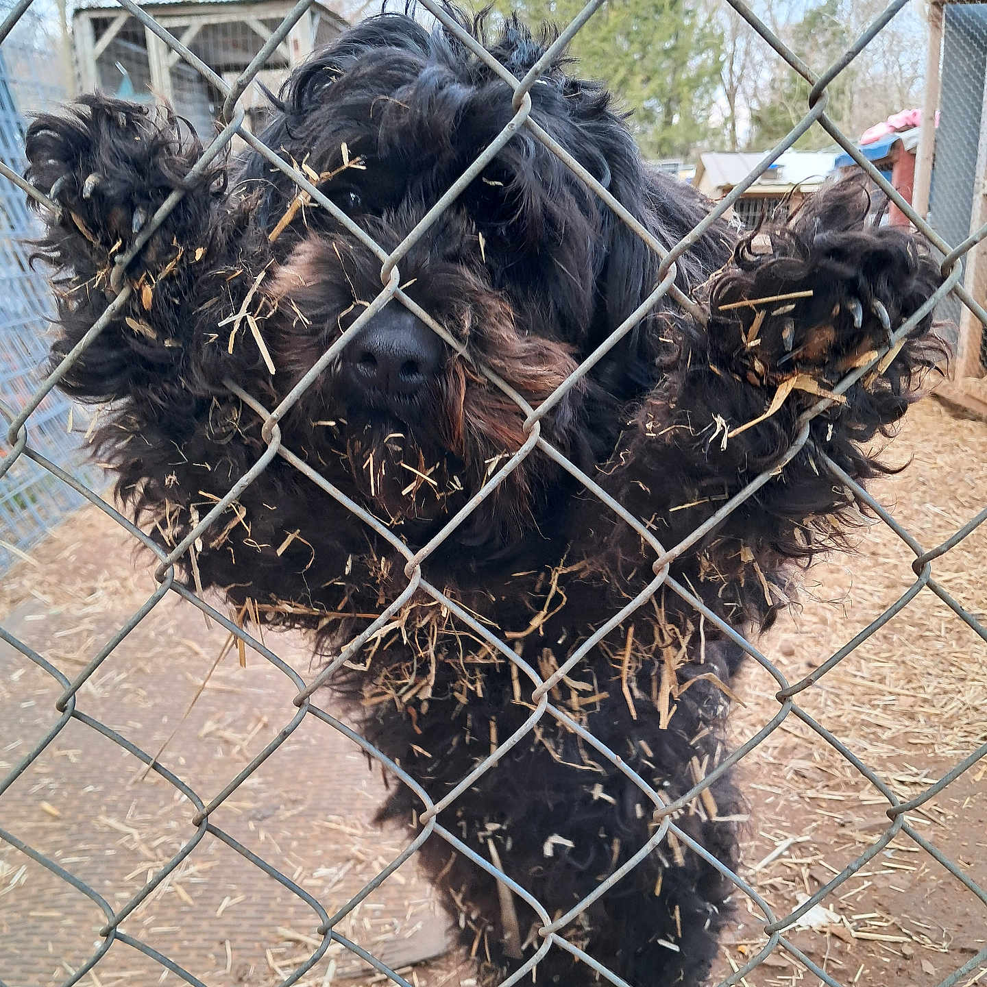 Johnny Cash joined the competition — help win amazing prizes! barnyard, black_dog, chainlink_fence, closeup, curly_fur, dirt, dog, enclosure, fence, hay, kennel, metal, nose, outdoor, paws, pet, playful, shelter, straw, stuck
