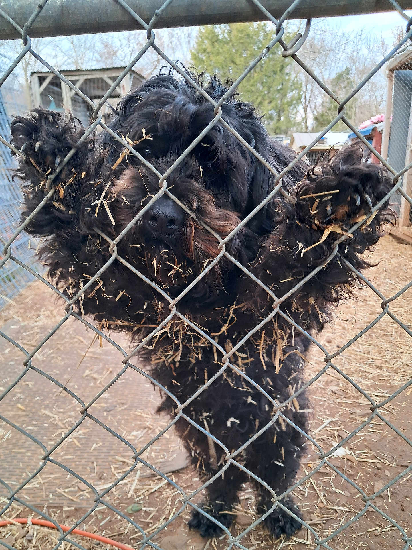 Johnny Cash joined the competition — help win amazing prizes! dog, black_dog, chainlink_fence, fence, hay, straw, kennel, enclosure, paws, nose, curly_fur, closeup, pet, outdoor, dirt, playful, stuck, metal, shelter, barnyard