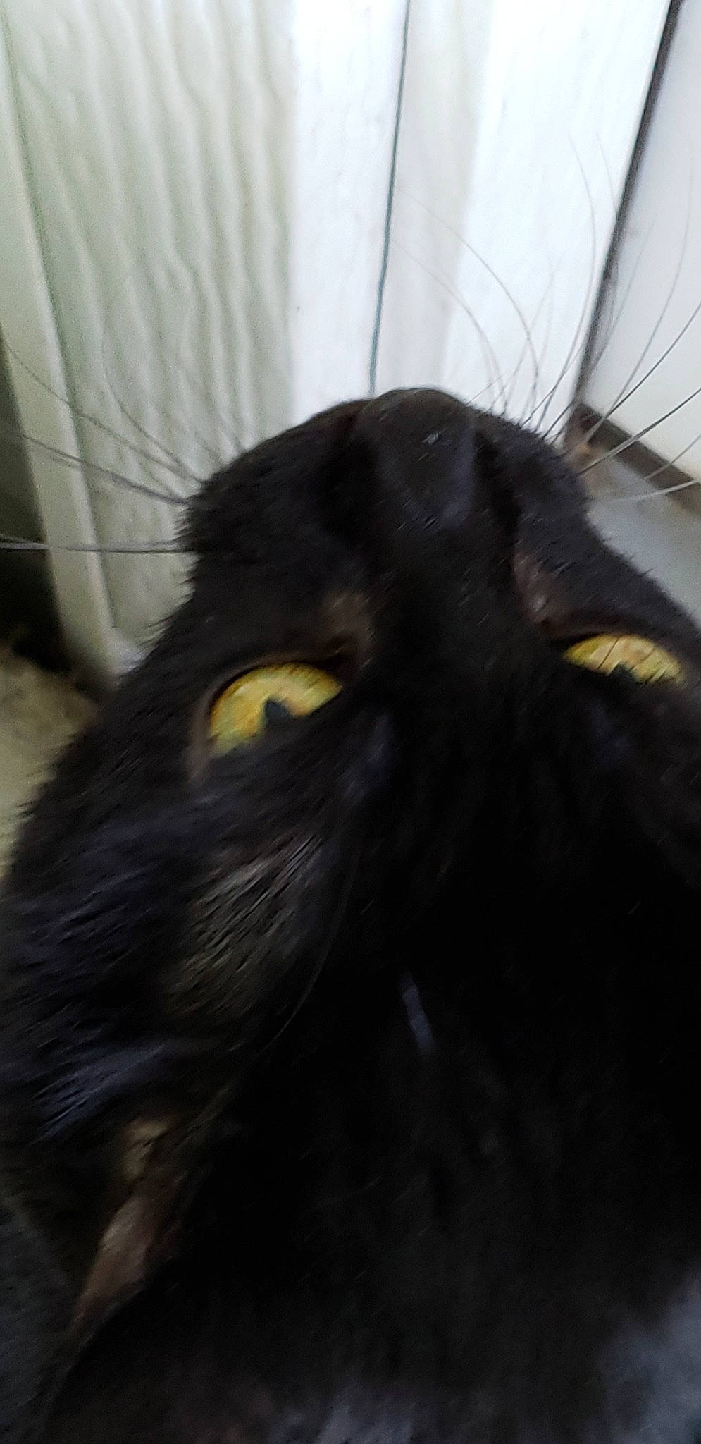 Boo is registered to the contest to win money with this photo: black, black_cat, canidae, carnivore, cat, dog_breed, eye, felidae, flat_coated_retriever, fur, small_to_medium_sized_cats, snout, sporting_group, whiskers