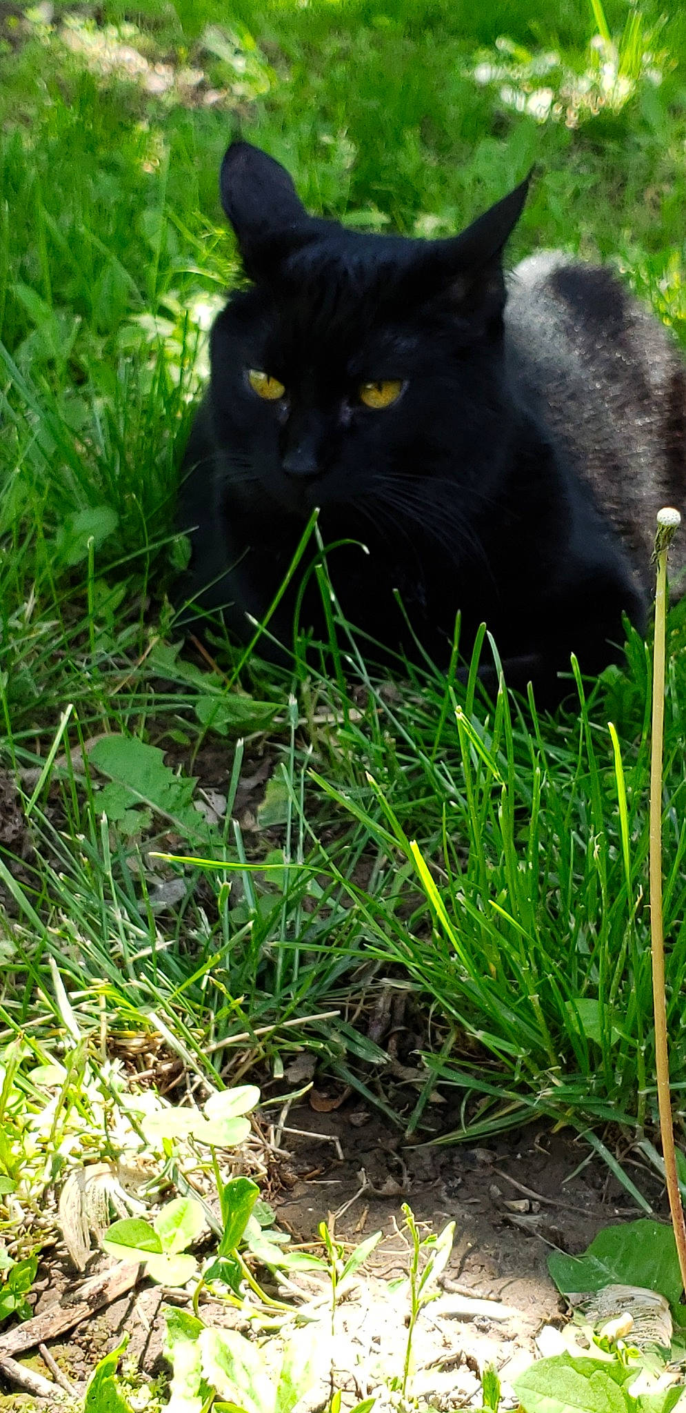 Boo joined the competition — help win amazing prizes! black_cat, bombay, carnivore, cat, domestic_short_haired_cat, felidae, grass, grass_family, plant, small_to_medium_sized_cats, snout, whiskers