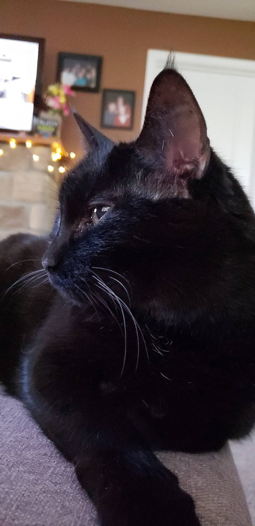 Boo joined the competition — help win amazing prizes! asian, black, black_cat, bombay, burmese, carnivore, cat, domestic_short_haired_cat, ear, felidae, fur, havana_brown, small_to_medium_sized_cats, snout, whiskers