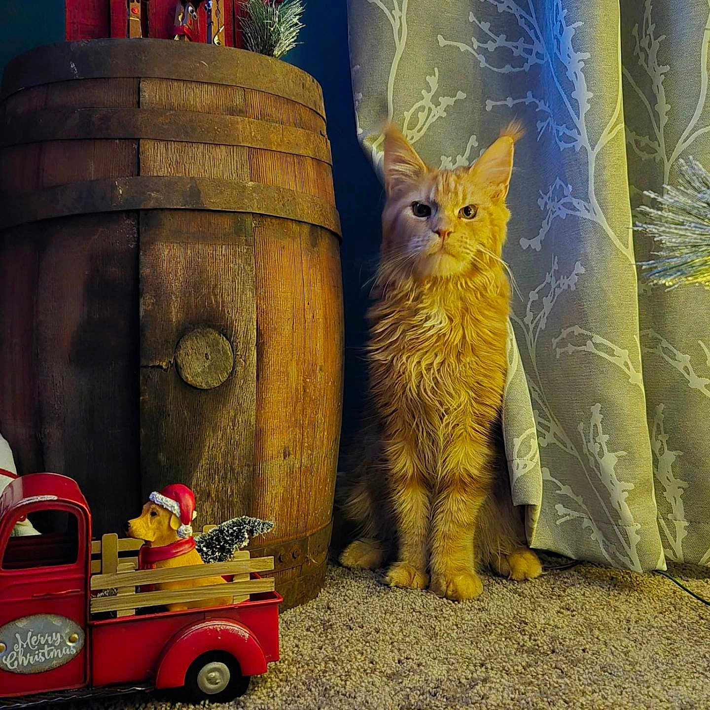 Winston Chole joined the competition — help win amazing prizes! animal, carpet, cat, christmas_theme, cozy, curtains, decorations, dog_figurine, feline, festive, holiday_decor, home_interior, indoor, orange_tabby, ornament, patterned_curtains, pet, sitting_cat, toy_truck, wooden_barrel