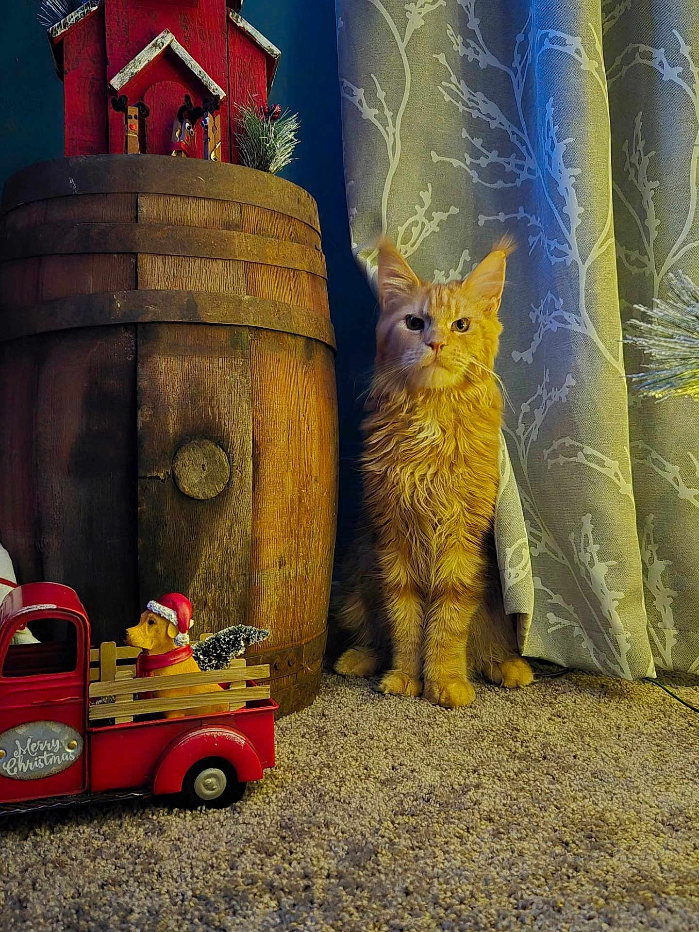 Winston Chole joined the competition — help win amazing prizes! cat, orange_tabby, wooden_barrel, toy_truck, holiday_decor, dog_figurine, carpet, curtains, indoor, decorations, christmas_theme, feline, pet, cozy, home_interior, patterned_curtains, ornament, sitting_cat, animal, festive