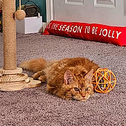 Winston Chole is registered to the contest to win money with this photo: cat, ginger_cat, carpet, scratching_post, toy, orange_toy, indoor, door, red_pillow, text_on_pillow, plush, feline, pet, relaxed, playful, floor, home, cozy, animal, fur