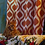 Winston Chole is registered to the contest to win money with this photo: cat, orange_cat, blanket, patterned_curtain, star_light, blue_light, holiday_decor, quilted_surface, cozy, indoor, furniture, pet, relaxed, festive, decor, animal, fur, resting, home, warm