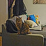 cat, tabby_cat, couch, pillows, coat_rack, coats, indoor, living_room, furniture, gray_couch, colorful_pillows, wooden_floor, wall_art, relaxed, pet, domestic_animal, seated_cat, home_decor, blanket, side_table