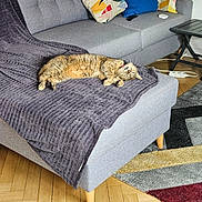 Nicky participe au concours pour gagner de l'argent avec cette photo : cat, sofa, blanket, cushion, indoor, living_room, parquet_floor, wooden_floor, tabby_cat, relaxed_cat, colorful_cushions, geometric_pattern, rug, modern_furniture, pet, cozy, domestic, furniture, resting, home