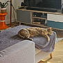 Nicky a rejoint le concours — aidez-le/la à gagner de superbes lots ! cat, tabby_cat, sleeping, couch, blanket, living_room, television, plant, orange_stand, wooden_floor, furniture, cozy, sunlight, relaxing, home_interior, ottoman, decor, indoor, pet, resting