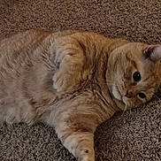 Myjo is registered to the contest to win money with this photo: animal, carpet, cat, closeup, curious, cute, domestic_animal, feline, fur, ginger_cat, indoor, lying_down, mammal, paw, pet, portrait, relaxed, resting, sleepy, whiskers